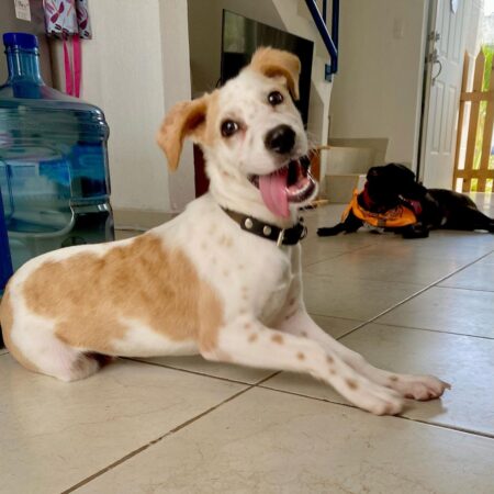 Niñera de perros a domicilio